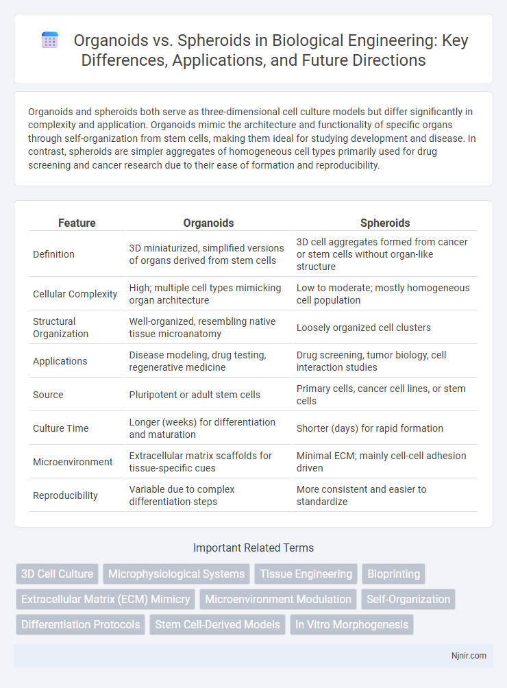 Organoids vs. Spheroids in Biological Engineering: Key Differences, Applications, and Future Directions